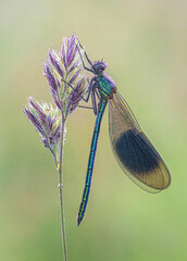 Banded Demoiselle on a Grass Stalk
