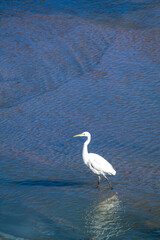 Beautiful white bird heron egret ardea stands in the winter river