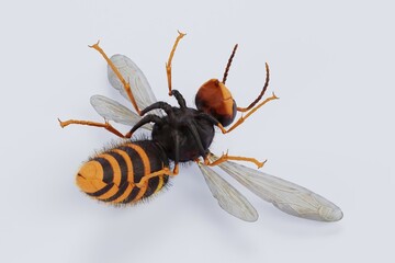 Realistic 3D Render of Asian Hornet