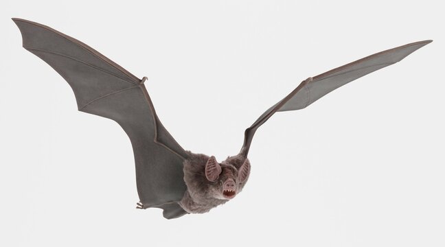 Realistic 3D Render of Vampire Bat