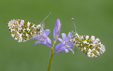 Two Orange Tip Butterflies on a Bluebell Flower