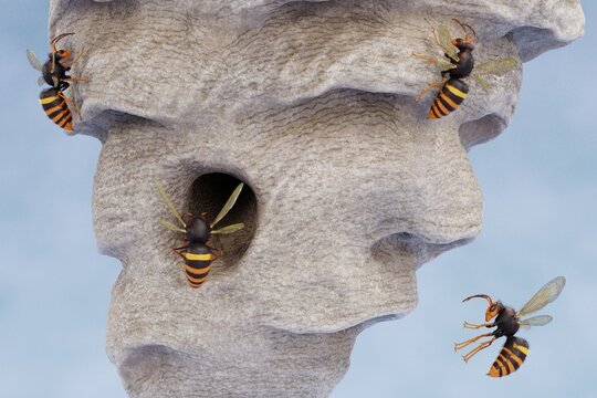 Realistic 3D Render of Hornets Nest