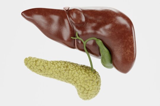 Realistic 3D Render of Human Liver with Pancreas