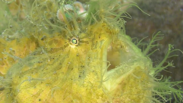 Hairy Frogfish Breathing, Close-up Shot Of Mouth, Eyes And Lure