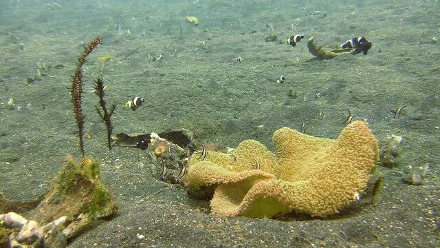 couple of ornate ghost pipefish hovering next to a mushroom coral upside down, surrounded by clarks anemone fish, threespot dascyllus and banggai cardinalfish, long shot