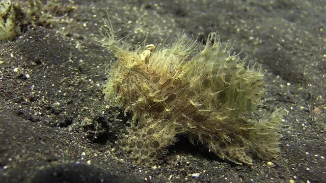 hairy frogfish with clearly visible spots and patches on skin walking left to right on sandy bottom during day, medium to long shot