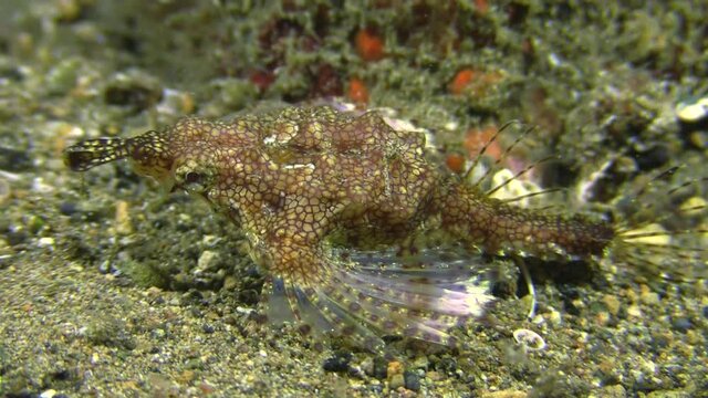 Dragon sea moth crawling over sandy bottom right to left, wings spread, medium to close-up shot