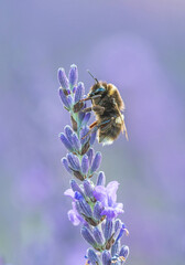 Bumblebee on Lavender Flower with Purple Background