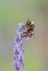 Bumblebee on a Lavender Flower