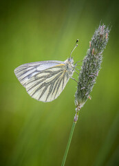 Green-veined White Butterfly on Grass