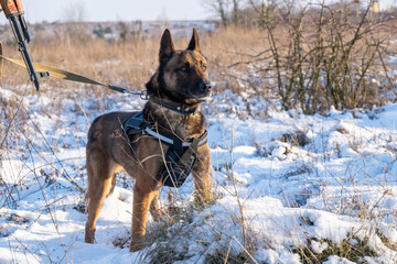 Specifically trained to assist police and other law-enforcement personnel police dog of breed Belgian Shepherd Malinois  sitting at the feet of armed and dressed in camouflage uniform canine handler