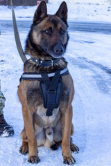 Specifically trained to assist police and other law-enforcement personnel police dog of breed Belgian Shepherd Malinois, dressed in a tactical vest harness, collar and a leash sitting on the snow