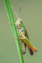 Meadow Grasshopper on a Stalk of Grass