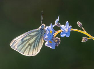 Green-veined White Butterfly on Forget-me-not Flower