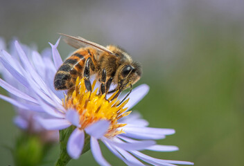 Honey Bee on Michaelmas Daisy