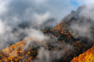 mountain slopes covered with dense trees autumn forest with clouds