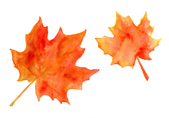 Watercolor orange maple leaves