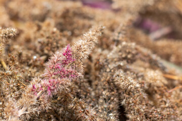 Dry autumn Amaranth flower on the blurred background with copy space. Amaranthus paniculatus.