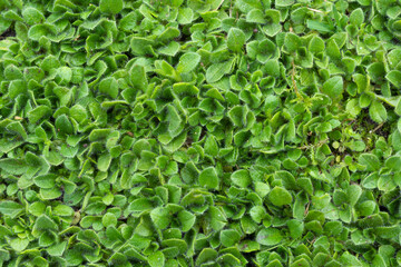 Green leafy background. View from above.