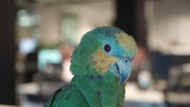 Close-up of a large green parrot with yellow cheeks and blue around the eyes. Domestic parrot macaw looks at the camera. Parallax effect around the bird.