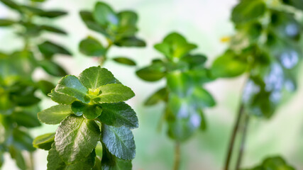 Fresh green Kalanchoe leaves on the blurred floral background. Copy space. Kalanchoe blossfeldiana.