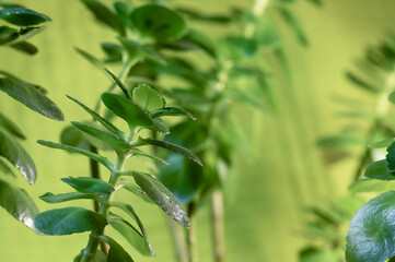 Fresh green Kalanchoe leaves on the blurred floral background. Side view. Copy space. Kalanchoe blossfeldiana.