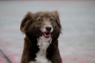 cachorro au au - canis lupus familiaris 