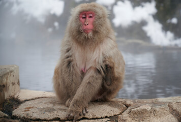 A contemplating snow monkey near a hotspring