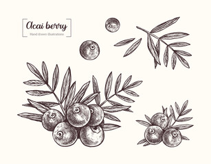 Acai berries. Vector hand drawn illustration in vintage engraved style. Acai berries and leaves, healthy berries, superfood. Botanical Illustration. Eco healthy food. 