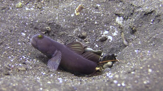 banded shrimpgoby coming out of its burrow in dark sand followed by a tiger snapping shrimp, medium shot during day
