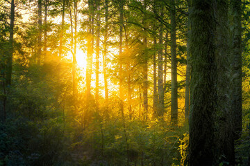 Fototapeta premium Magical sunset in the forest.