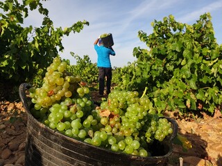 Person picking grapes in vineyard