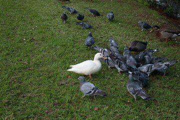 flock of pigeons