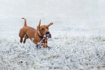 Red dachshund walking in the park. cute puppy on the snowy meadow background