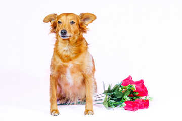 Dog posing with a bouquet of roses on a white background.