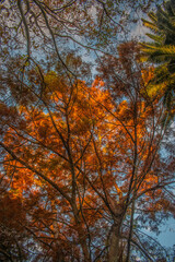 Naklejka premium Autumn