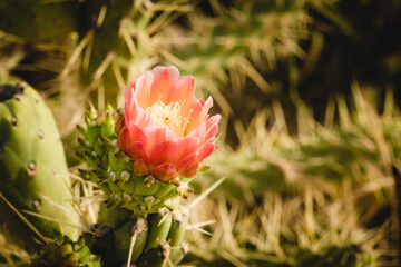 Close-up Cactus Flower in natural surroundings