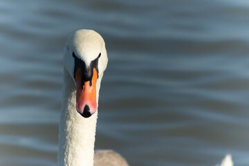 A gorgeus portrait of a beautifull white swan	