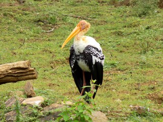 stork in the grass