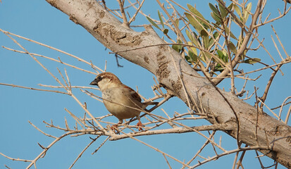 bird on a branch