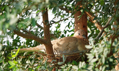 Bird in a nest