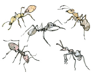 Watercolor illustration ants set, a muted color sketch isolated on a white background. Elegant insects drawn by hand with ink.