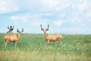 Two deer standing in the grassy field under the blue sky