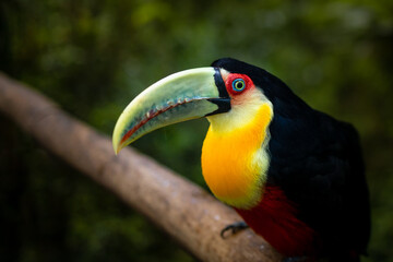 Tucano de Bico Verde, Parque das Aves.