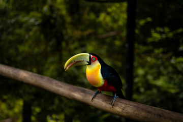 Tucano de Bico Verde, Parque das Aves.