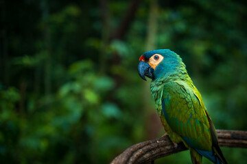 Papagaio, parque das aves.