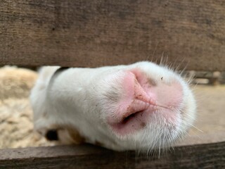 Behind a wooden fence, the face of a sheep. The lamb sticks its face into the fence. Sheep behind the fence, close-up.
