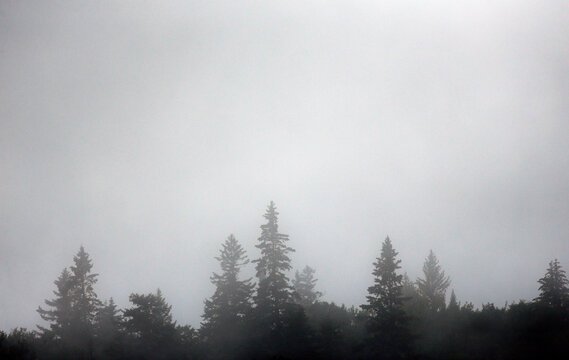 brouillard dans la for&ecirc;t bor&eacute;ale