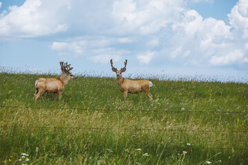 Two deer standing in the grassy field under the blue sky