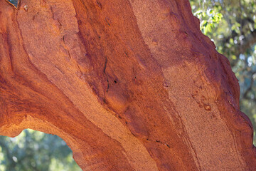 Close-up view of the trunk with cut oak bark in Spain